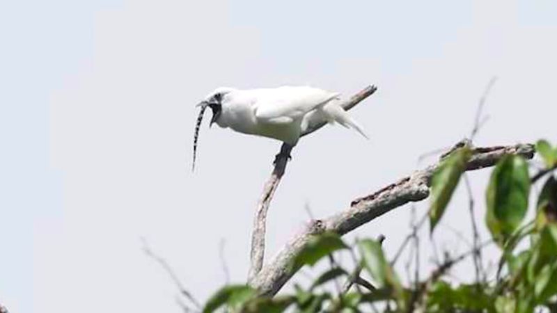 [Wideo] Tak brzmi najgłośniejszy ptak świata. Jego dźwięk może zagłuszyć samolot
