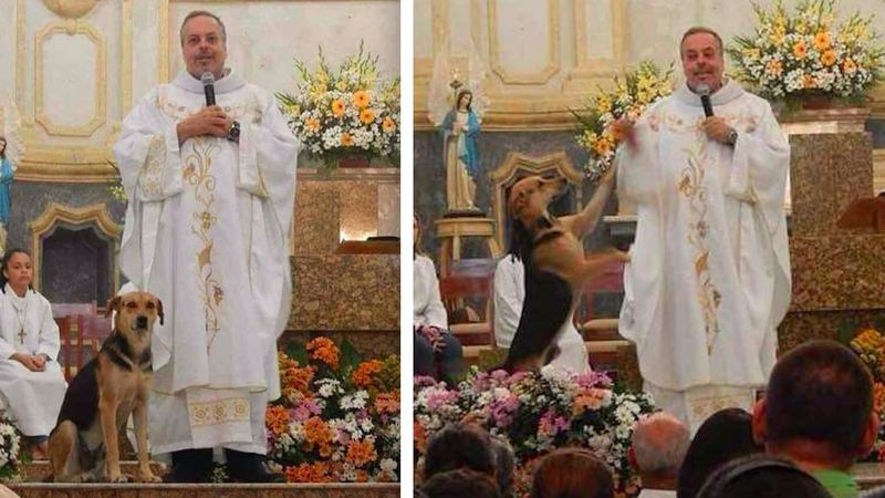 Ksiądz przyprowadza bezdomne psy na mszę, aby pomóc im znaleźć wymarzone domy