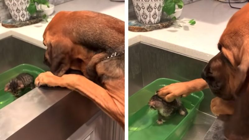 Uratowany pies wspiera małego kotka w czasie kąpieli. Poziom słodkości przeładowany