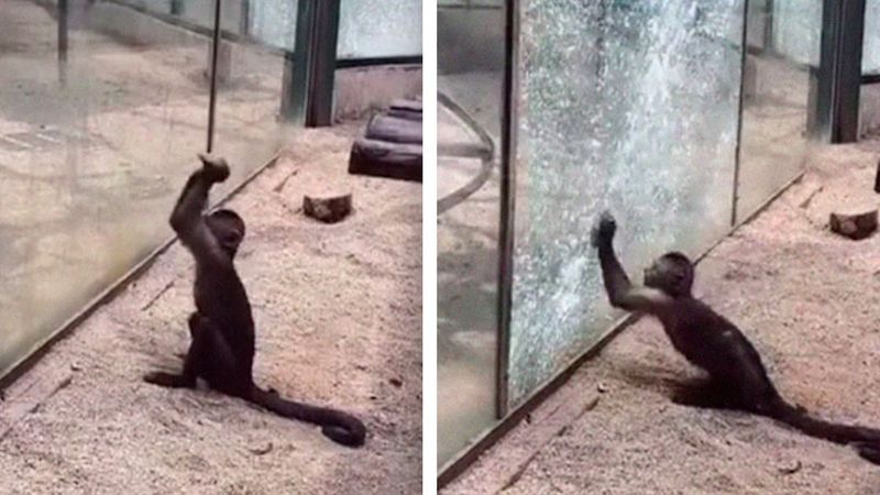 Małpka desperacko próbuje wybić szybę w zoo. To wideo łamie serce