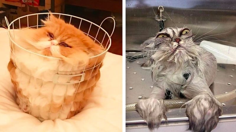 Nasze 30 ulubionych zdjęć kotów znalezionych w Internecie