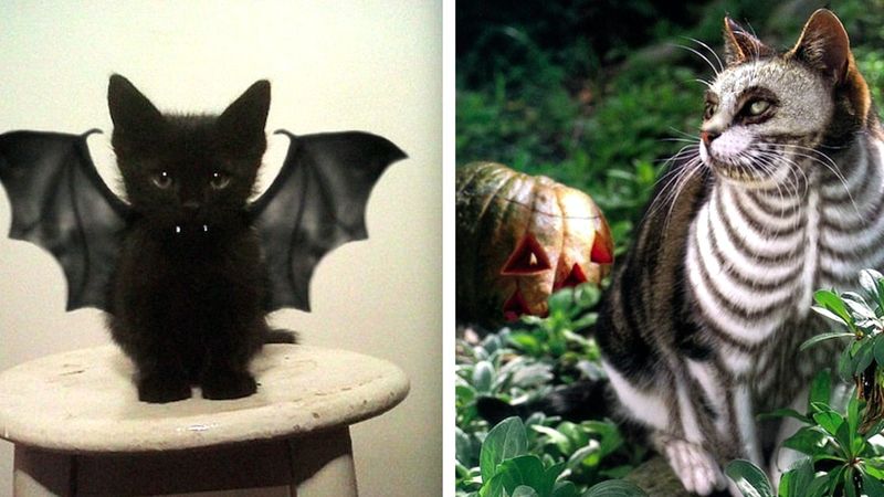25 kotów, które są już gotowe na Halloween. Ich kostiumy wymiatają!
