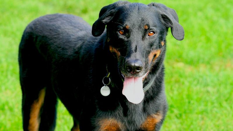 Owczarek francuski beauceron