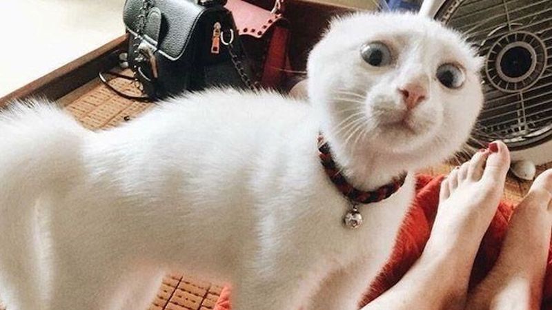 18 zabawnych zdjęć kotów, które dowodzą, że one nigdy się nie nudzą, nabierając ludzi