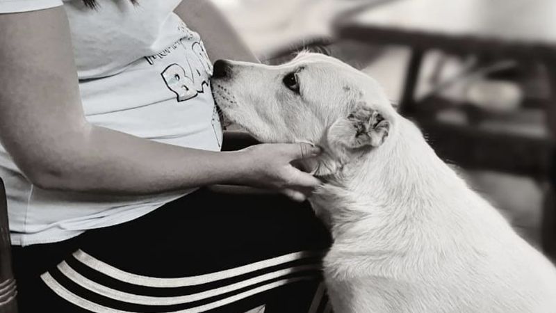 7 niezwykłych rzeczy, które potrafi wyczuć pies