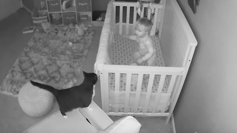 Domowy monitoring nagrał, co dziecko i kot wyprawiają w nocy