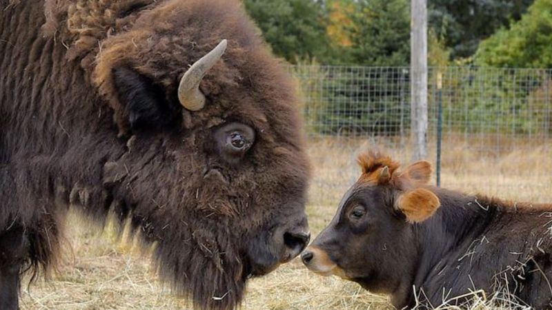 Opuszczony i ślepy bizon był skazany na samotność. Wtedy na jego drodze stanął Oliver