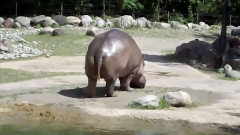 Odwiedzający ZOO wpatrują się w hipopotama, a on nagle puszcza bąka-giganta