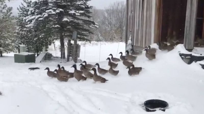 Kaczki po wyjściu ze stodoły odkrywają śnieg. Ich reakcja jest niemal natychmiastowa!