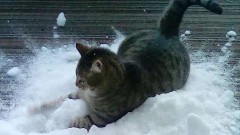 Właściciel rozsypuje na tarasie śnieg. Reakcja kota zaskoczy niejednego
