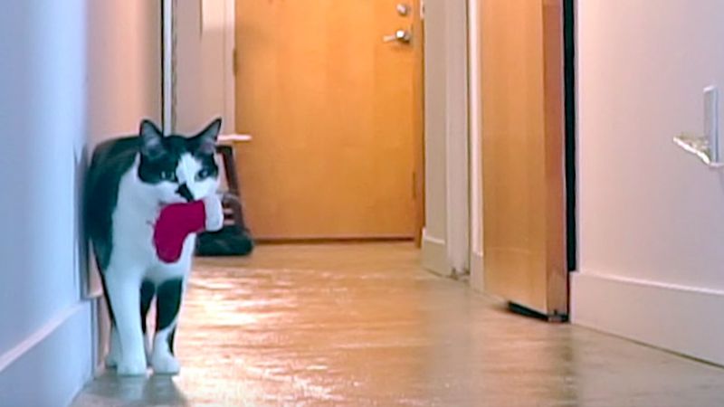 Co robi kot, kiedy nie ma cię w domu? Gdy zobaczysz to wideo, już nigdy nie zostawisz go samego