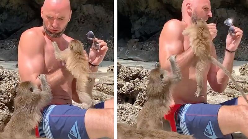 Małpa atakuje Marcina Gortata na wakacjach. „Zostałem ugryziony i uderzony”
