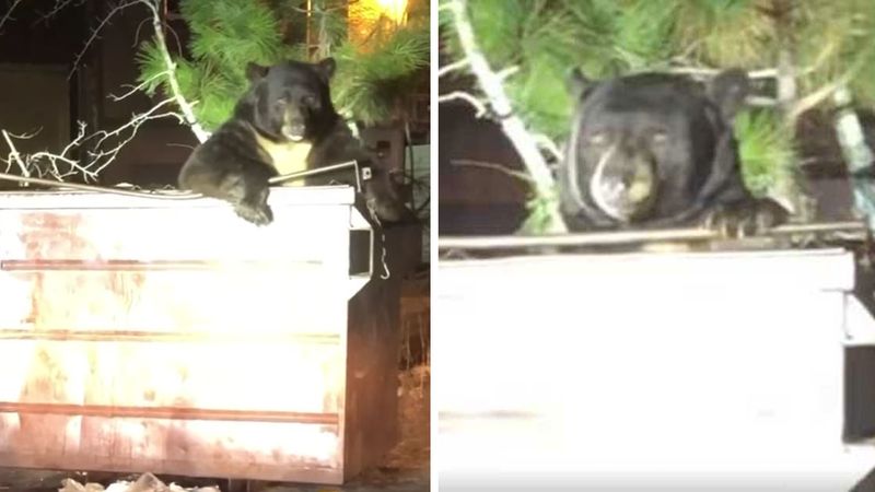 Ogromny niedźwiedź utknął w śmietniku. Wystraszeni policjanci usiłowali podejść i mu pomóc