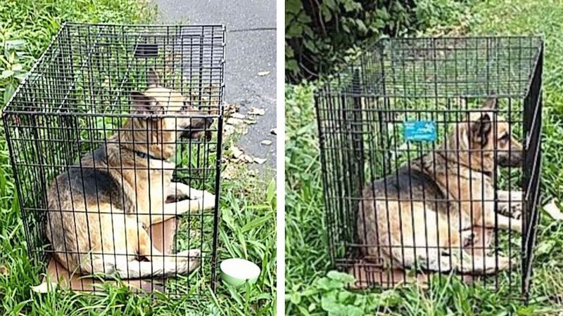 Policjanci znaleźli porzuconego psa w ciasnej klatce. Opinia weterynarza złamał ich serca