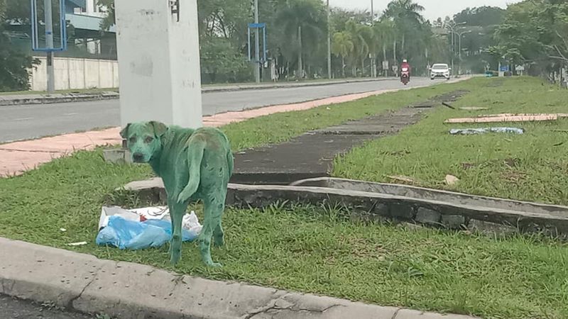 Pies pokryty zieloną farbą błąkał się po ulicach. Znalazł się w śmiertelnym niebezpieczeństwie
