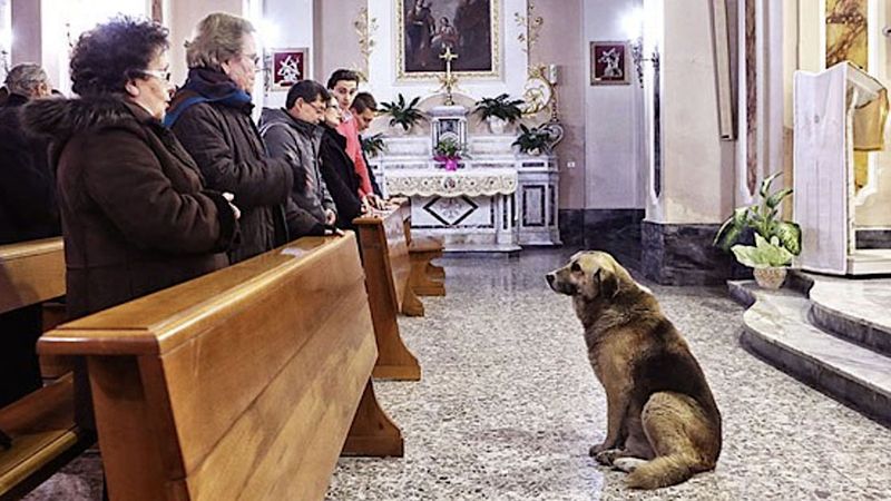 7-letni pies przychodził do kościoła każdego dnia. Powód łamie serce