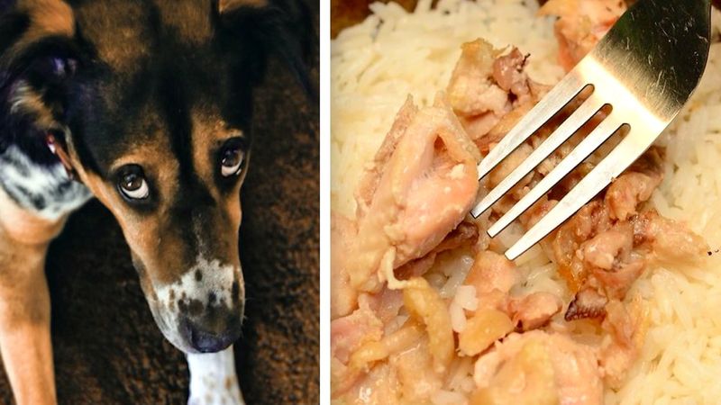 Dodajesz ryż do posiłku swojego psa? To nie jest najlepszy pomysł!