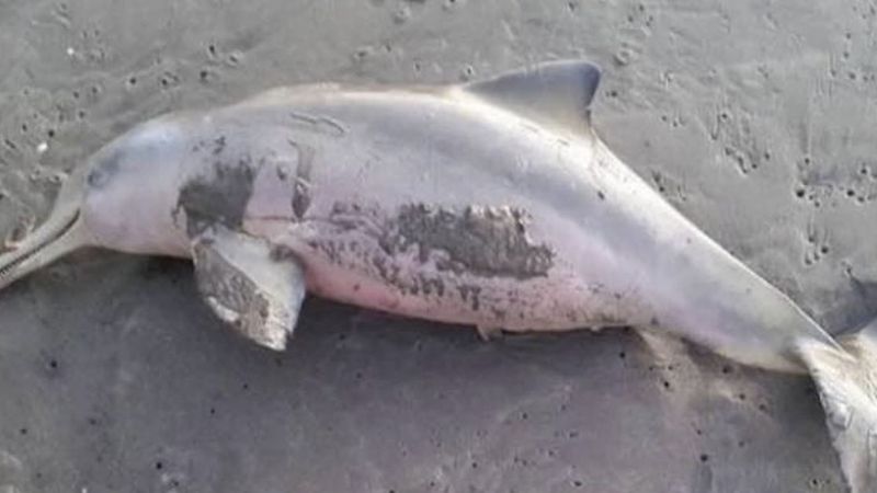 Turyści wyciągnęli malutkiego delfina z oceanu. Umierał w potwornych męczarniach