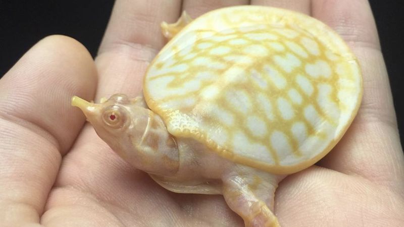 Adoptował żółwia albinosa. Ale to nie kolor zaskakuje, a jego niesamowicie długa szyja!