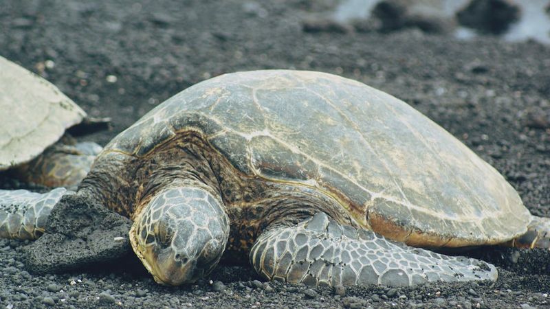 125 martwych żółwi znalezionych na plaży. Zwierzęta potwornie cierpiały przed śmiercią