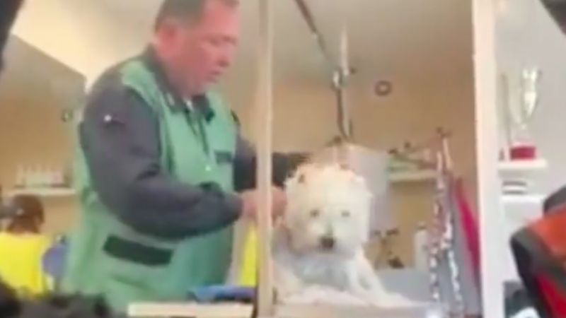 Psi fryzjer z Częstochowy znęcał się nad psami. Myślał, że okrucieństwa ujdą mu na sucho