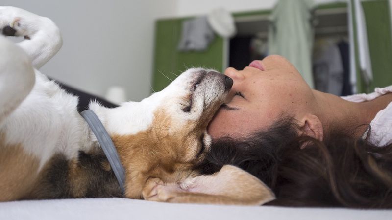 Kobiety wysypiają się bardziej, śpiąc z psem aniżeli z mężczyzną. Potwierdzają to badania!
