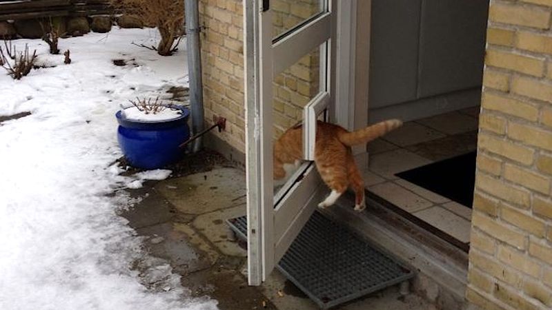 25 dowodów na to, że koty naprawdę „chodzą swoimi ścieżkami”. I to dosłownie!