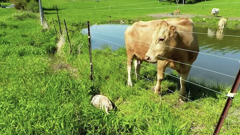 Krowa prosi mężczyznę, o uratowanie jej cielaczka. Sama jest niestety bezradna