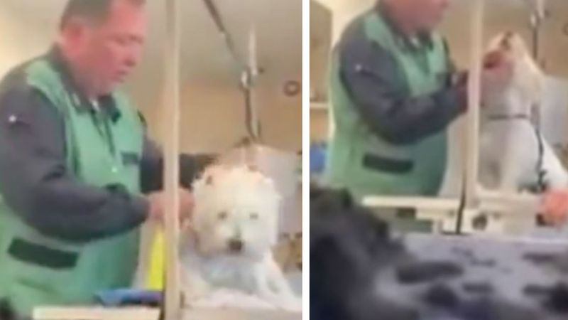 Psi fryzjer z Częstochowy maltretował psy. Po ujawnieniu materiałów wideo zniknął