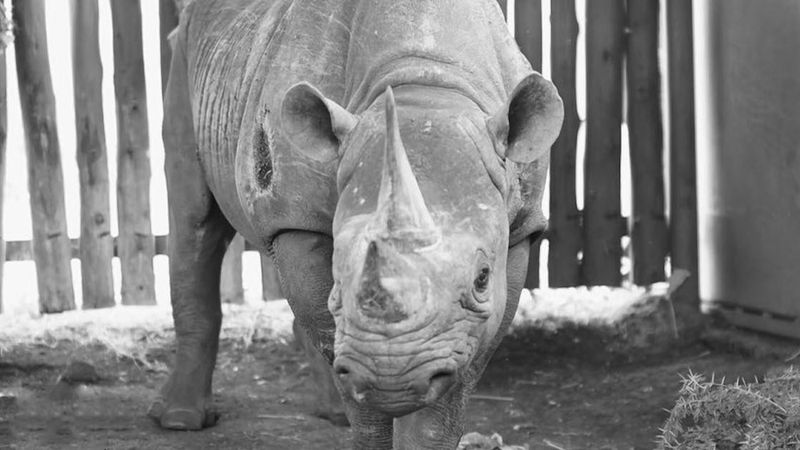 Nie żyje najstarszy nosorożec na świecie. Fausta znacznie przekroczyła średnią długość życia