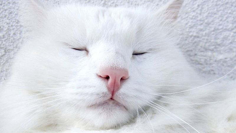 Ten biały kociak nie jest całkowicie zwyczajny. Jego różnokolorowe oczy hipnotyzują!