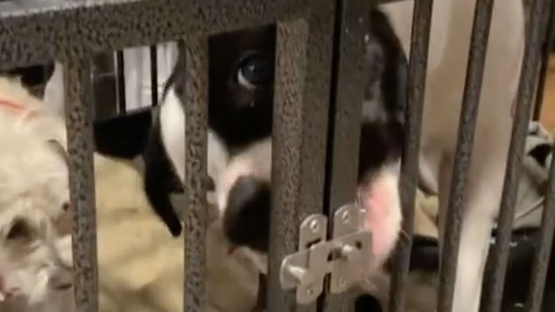 Właściciel zamknął 2 psy w klatce. Jeden z nich znalazł sprytny sposób, by się wydostać