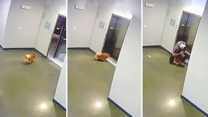 Pies na smyczy nie zdążył wejść do windy za właścicielką. Ta po chwili ruszyła