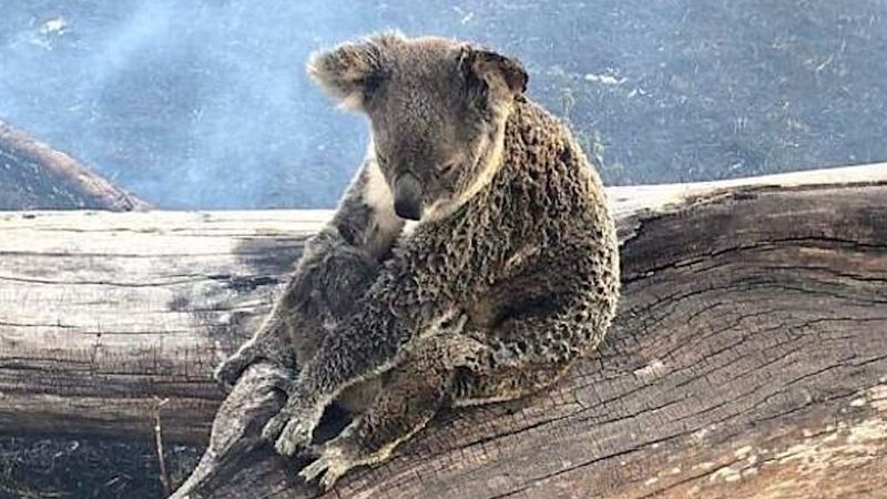 Koala siedziała w samym środku płonącego lasu. W ramionach skrywała kogoś jeszcze