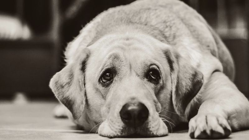 Zgwałcił wiele psów, w tym golden retrievera. Zwierzaki potwornie cierpiały w samotności