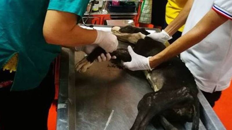 Odnaleziono 15 przeraźliwie wychudzonych psów. Widok, który wywołuje łzy rozpaczy