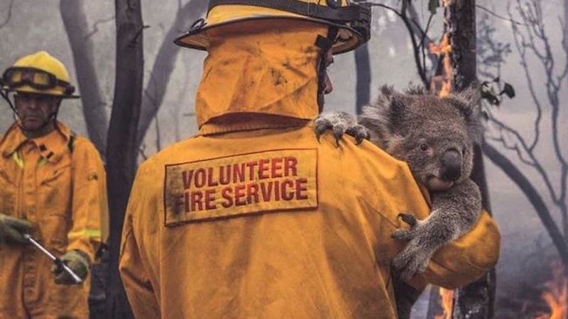 24 poparzone zwierzaki uratowane z samego środka pożaru w Australii