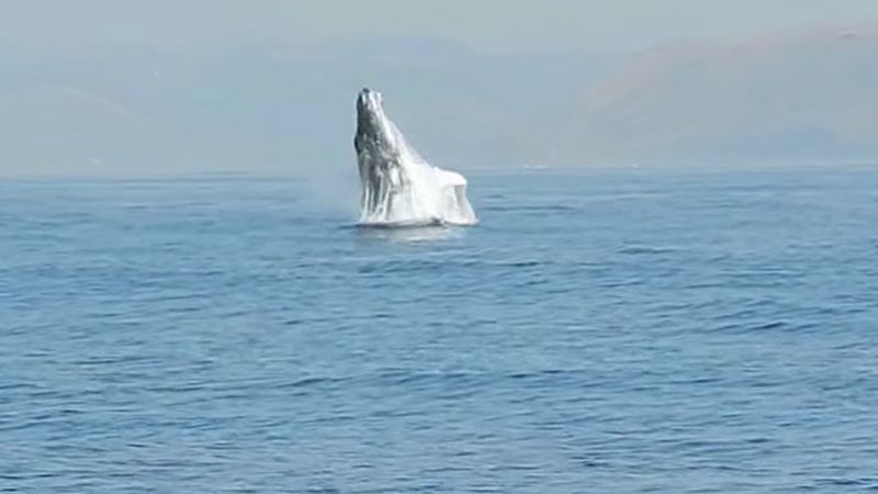 40-tonowy wieloryb wyskakuje całkowicie z wody. Pierwszy raz uwieczniono to na nagraniu!