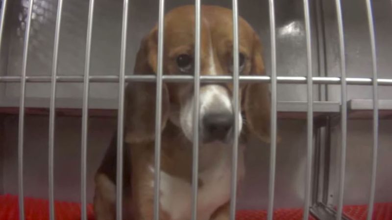 30 psów zamkniętych w klatkach w laboratorium. Każdego dnia poddawane są brutalnym badaniom