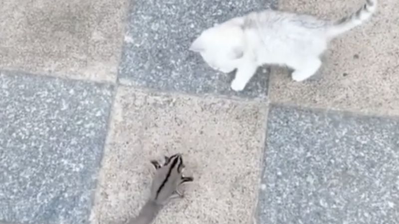 Mały kociak napotyka na chodniku lotopałankę. Nagle spotkanie przybiera zaskakujący obrót