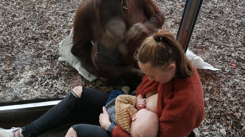 Mama karmiła piersią tuż przy klatce orangutana. Reakcja zwierzaka zaskoczyła miliony