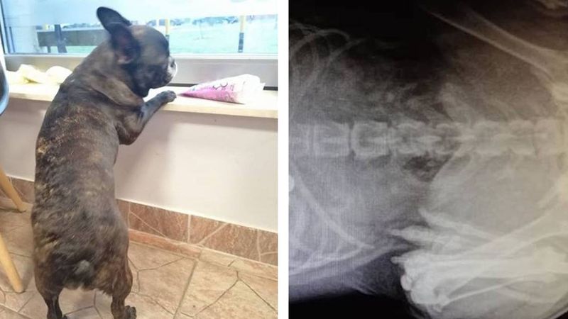Pies trafił do kliniki z objawami zatrucia. RTG brzucha zaskoczyło samego weterynarza