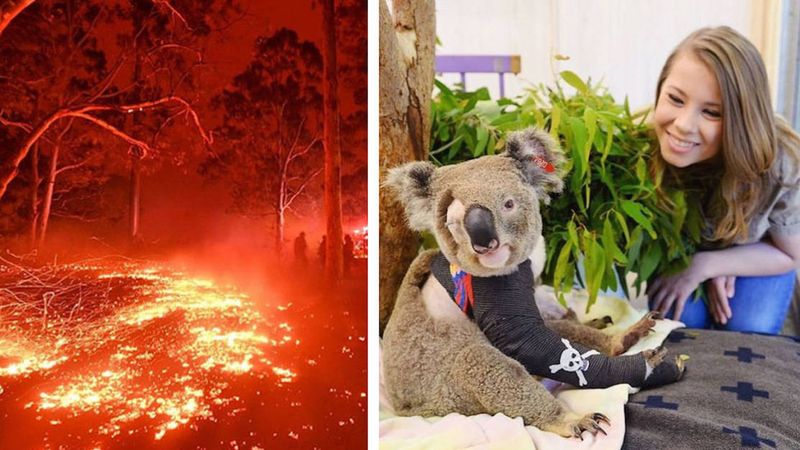 Pół miliarda zwierząt spłonęło w Australii. Rodzina Steve’a Irwina pomogła 90 000