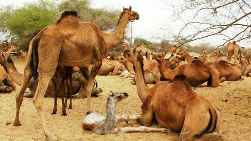 W ciągu 5 dniu aż 10 tysięcy wielbłądów w Australii zostanie zabitych