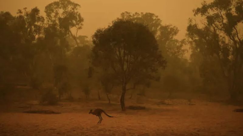 Liczba zwierząt, które spłonęły w Australii zdecydowanie wzrosła!