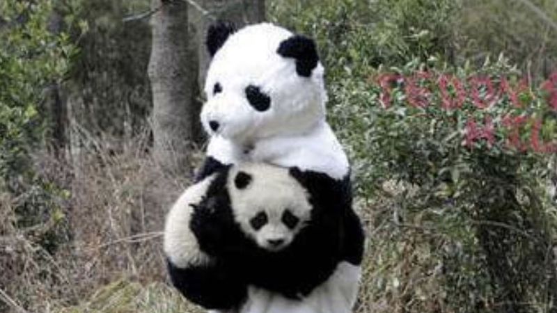 Praca idealna dla osób kochających pandy! Zakochasz się w niej od zaraz!