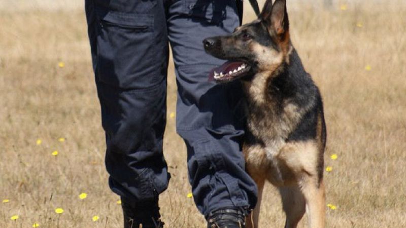 Nie żyje aż 6 psów policyjnych. Zginęły w okropnych męczarniach