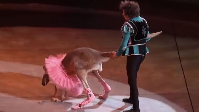 Kangur baletnica wykonuje sztuczki. Publiczność to śmieszy, a on niewyobrażalnie cierpi