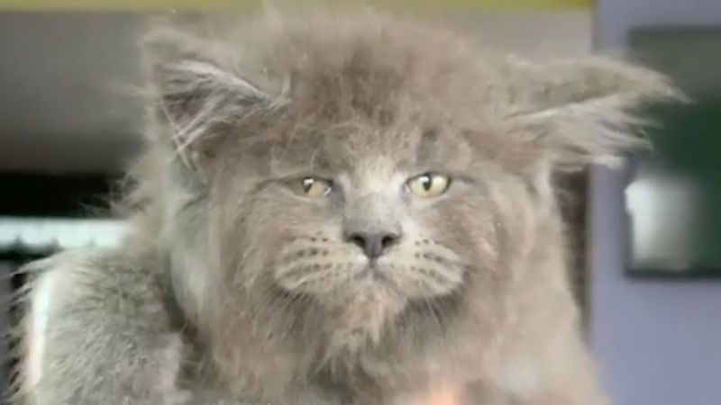 Rosjanka hoduje specjalny rodzaj kotów, które posiadają ludzkie twarze