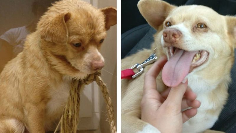 20 zdjęć zwierzaków przed i po adopcji. Miłość zmienia wszystko